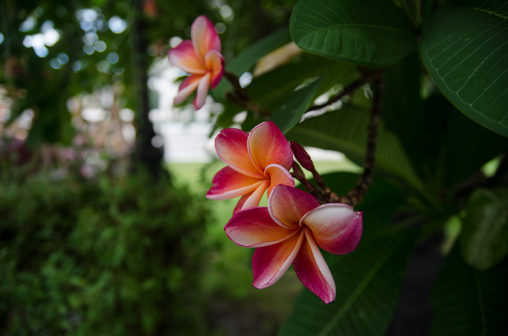 quartier-indien-bangkok-fleur
