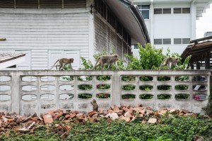 3 petits singes à Lopburi