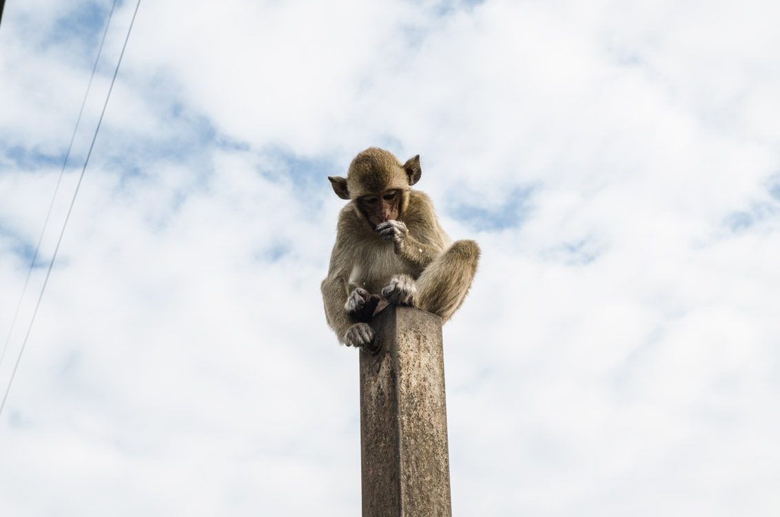 Petit singe à Lopburi