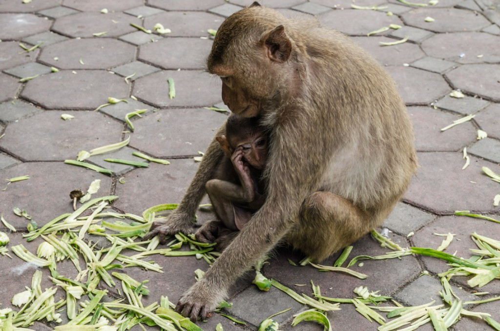 Maman et bébé singe à Lopburi