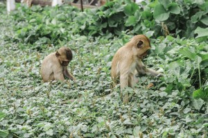 Lop Buri, les petits singes