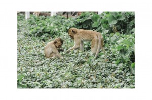Voir les singes de Lopburi