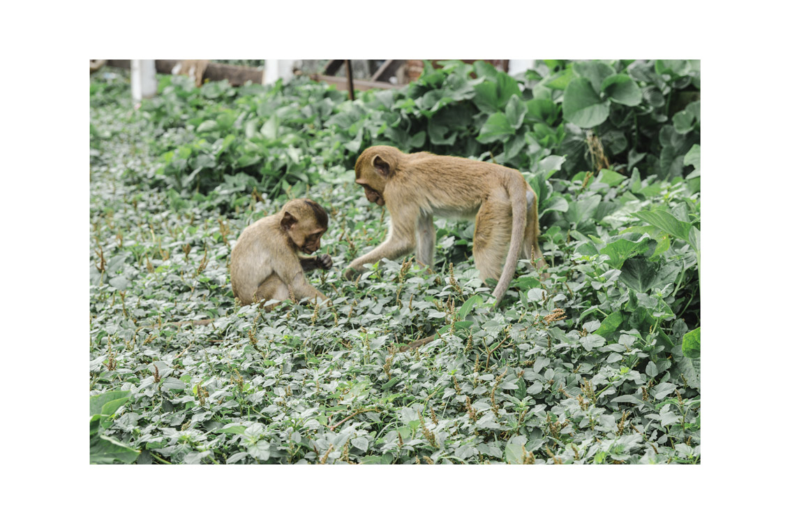 Voir les singes de Lopburi