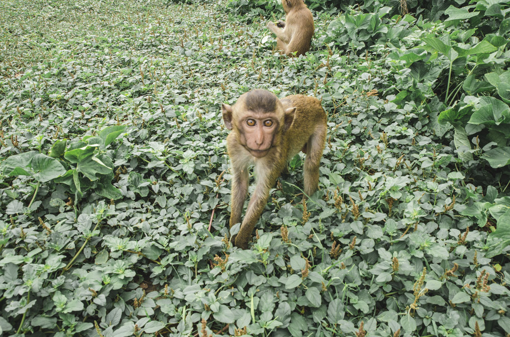 Les singes de Lopburi