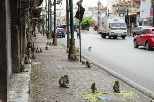 Jolis singes de Lopburi