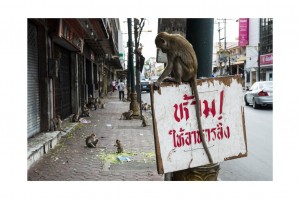 Les singes de Lopburi
