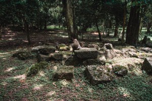 Singes cambodgiens