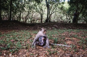 Singes cambodgiens
