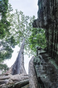 Les arbres de Ta Phrom, au Cambodge
