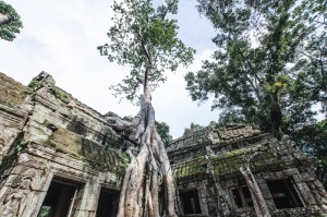 Ta Phrom et ses arbres