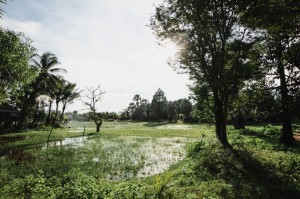 paysage cambodgien