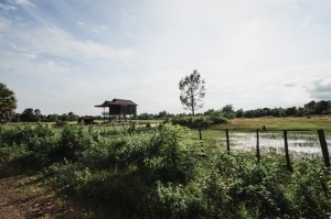 Paysage cambodgien