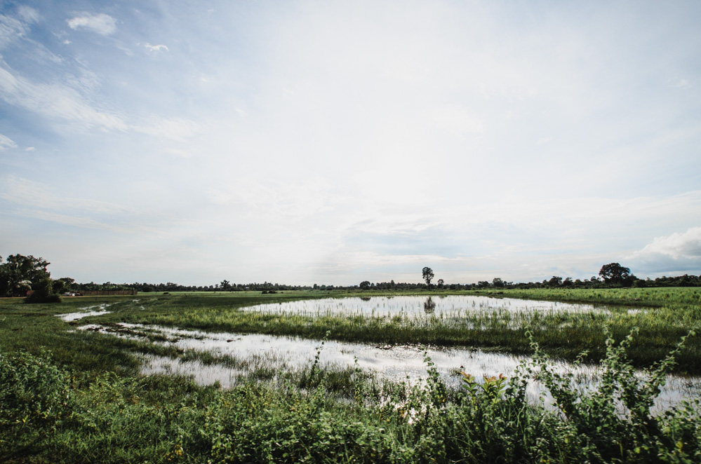 champs et rizières du cambodge