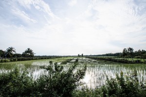 Un autre paysage cambodgien