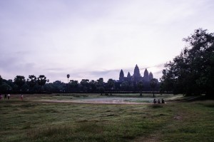 Angkor Wat rose