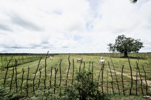 Les vaches au Cambodge
