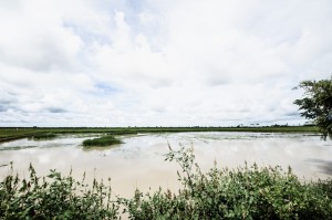 Paysage cambodgien